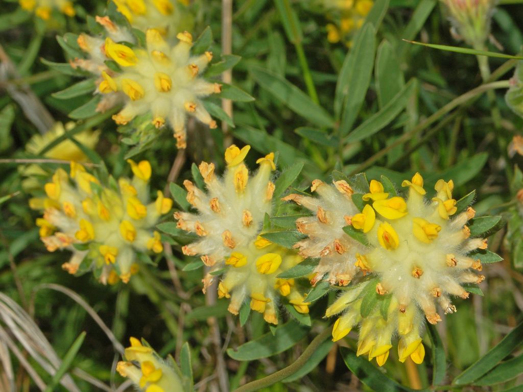 Anthyllis vulneraria / Vulneraria comune